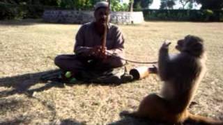 Monkey is dancing. Very funny and amazing acting of a monkey. Monkey got talent.