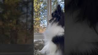 Cute Pomeranian Dog Loves To Watch Squirrels