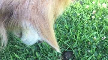 Roo-queen of gopher spotting