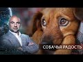 Собачья радость | "Как устроен мир" с Тимофеем Баженовым.(08.04.2021)