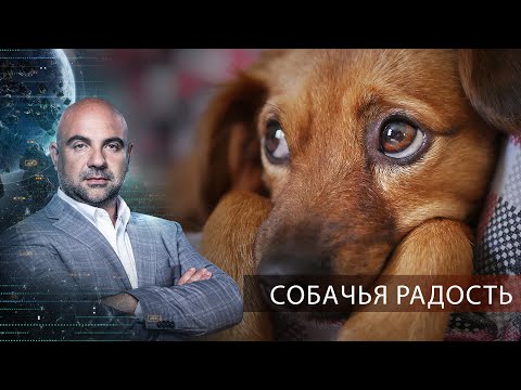 Собачья радость | "Как устроен мир" с Тимофеем Баженовым.(08.04.2021)