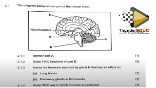 Human brain grade 12 life sciences: thundereduc by m.saidi