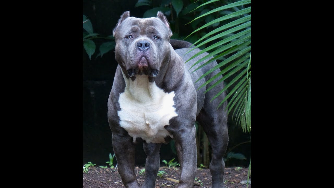 large american bully