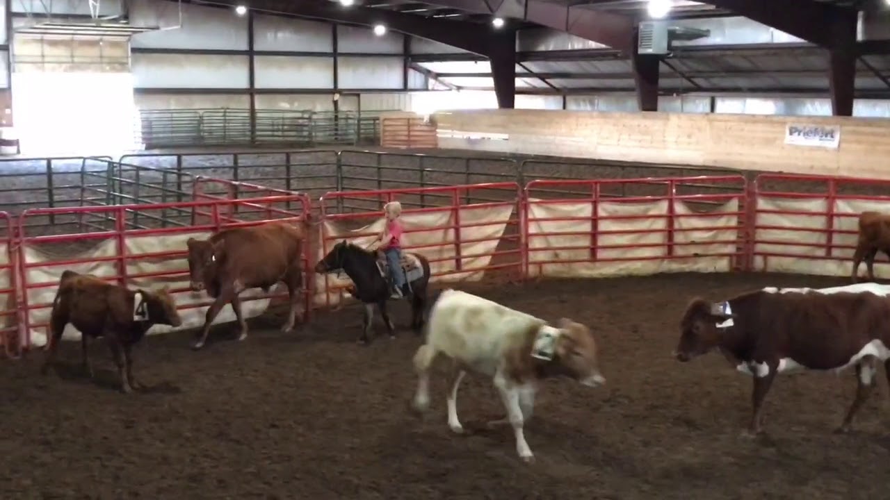 Cattle Sorting with “Delicious” YouTube