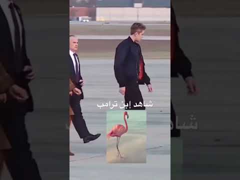 شاهد ابن ترامب وشرايك  ترامب ابو فله