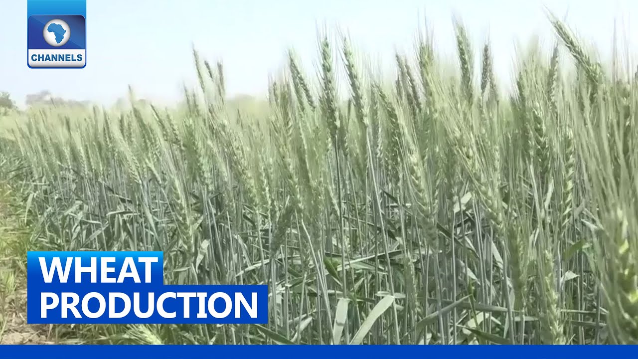 Wheat Production Nigeria Imports About 5.5bn Grains Annually YouTube