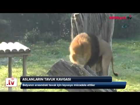 Aslanların tavuk kavgası - YouTube