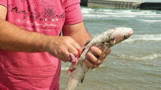 GRILLED FISH. Caspian Mullet. ENG SUB.