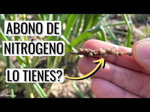 Video: ¿Qué fertilizante tiene un alto contenido de nitrógeno?