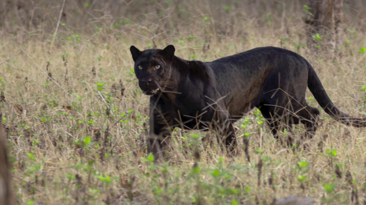 Wild Karnataka UHD Teaser
