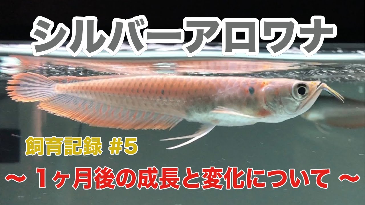 シルバーアロワナ 飼育記録 #5 〜1ヶ月後の成長と変化について〜 - YouTube