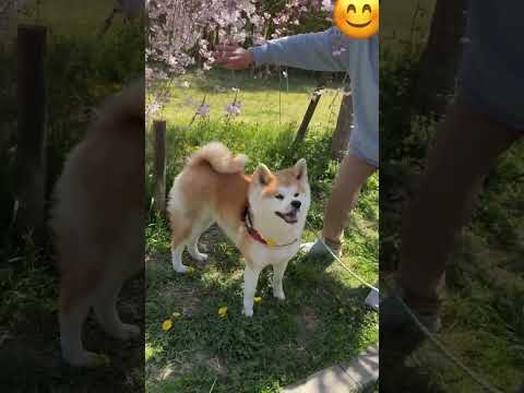 満開の枝垂れ桜に思わずうっとり、笑顔があふれる秋田犬姉妹【Akita-inu】@akita-inu-pata #shorts
