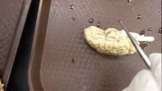 KINE Anatomy - Sheep brain (lab)
