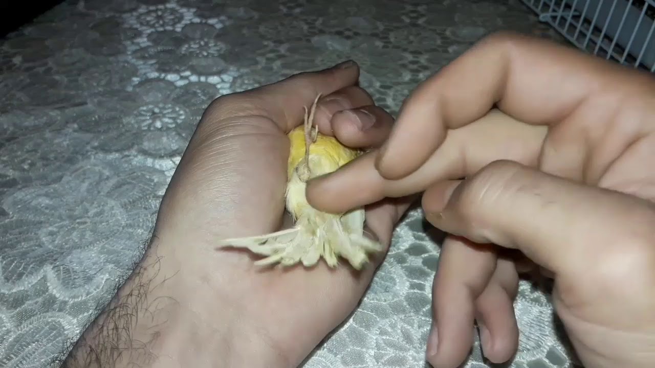 الحل النهائي لمشكلة البيض الغير مخصب و ما وجب على المربي القيام به