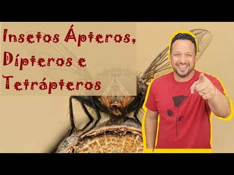 Vídeo: O que os dípteros usam para se alimentar?