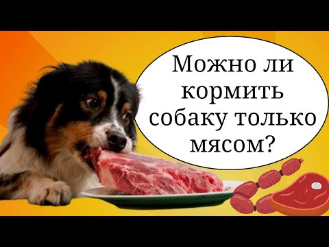 Можно ли  кормить собак только мясом?