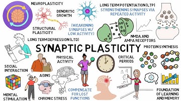 Synaptic Plasticity