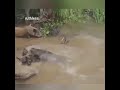 CROCODILE KILLS.RUTHLESS