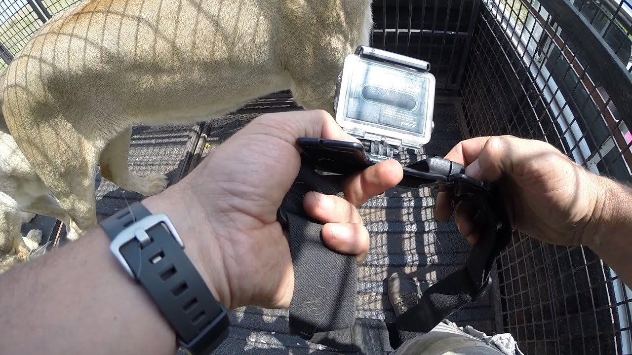 GoPro: Lion Whisperer Tutorial