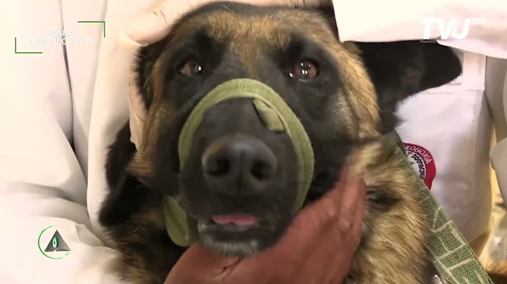 CENTRO DE ADIESTRAMIENTO DE CANES DE LA POLICIA BOLIVIANA