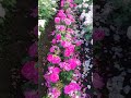 Одна из делянок, середина июля