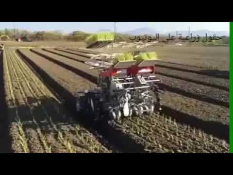 ماكينه يابانية لزراعة شتلات البصل الأخضر #ابداع_فى_عالم_الزراعه  #mgeeeed2017 - YouTube
