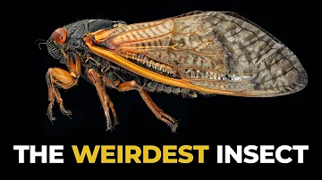 The Insane Biology of: The Cicada