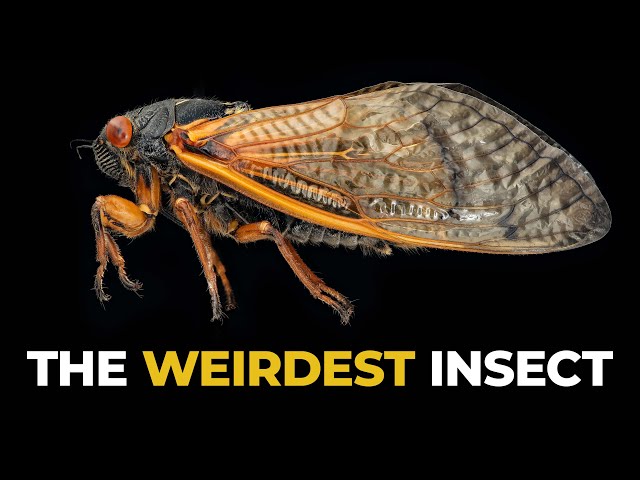 The Insane Biology of: The Cicada class=