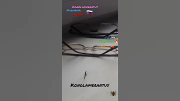 Это маленькая подёнка. Живёт в водоёмах, 1 день, потому и подёнка, как оказалась у меня.. #природа