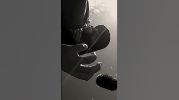 Những loại cây cực độc của tây bắc lá han | TÂY BẮC TV #shorts