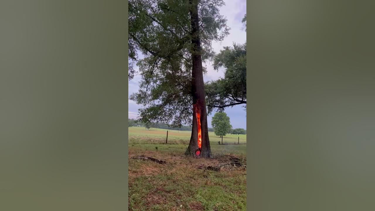 Tree Burns After Lightning Strike YouTube
