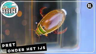 Pret onder het ijs: watertorren en watervlooien in actie | Zelf Geschoten | Vroege Vogels