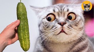 FUNNY CAT MEMES COMPILATION by Catalogue 1,150 views 1 year ago 1 minute, 46 seconds