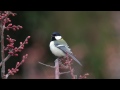 シジュウカラさん鳴き声（オス）  A song and a call of a Japanese Tit (male)