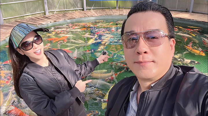 Maruhiro Koi Farm. #Koi #Koipond #hathanhxuan #tha...