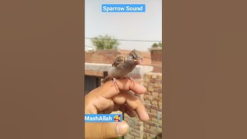 Sparrow Baby Sound #fayaz_ryk #bird #lahorecity #ytshorts #sparrow