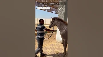 جاسر ذكر مهيمن طلعنى برا وانا اوريك ٦٠شو مع الدكتور حاتم ستين 