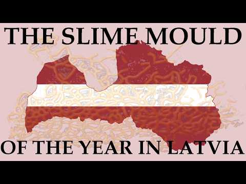 The Slime Mould of the Year in Latvia