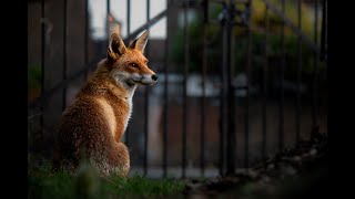 Living with urban foxes