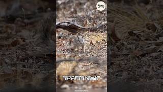 Meet the Numbat — the striped termite hunter that’s active while most marsupials sleep. 🦡⚡