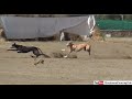Hare coursing 2020  greyhound racing  dog race 2020  coursing race 2020