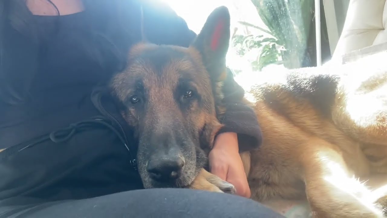 German Shepherd sleeping like baby - YouTube