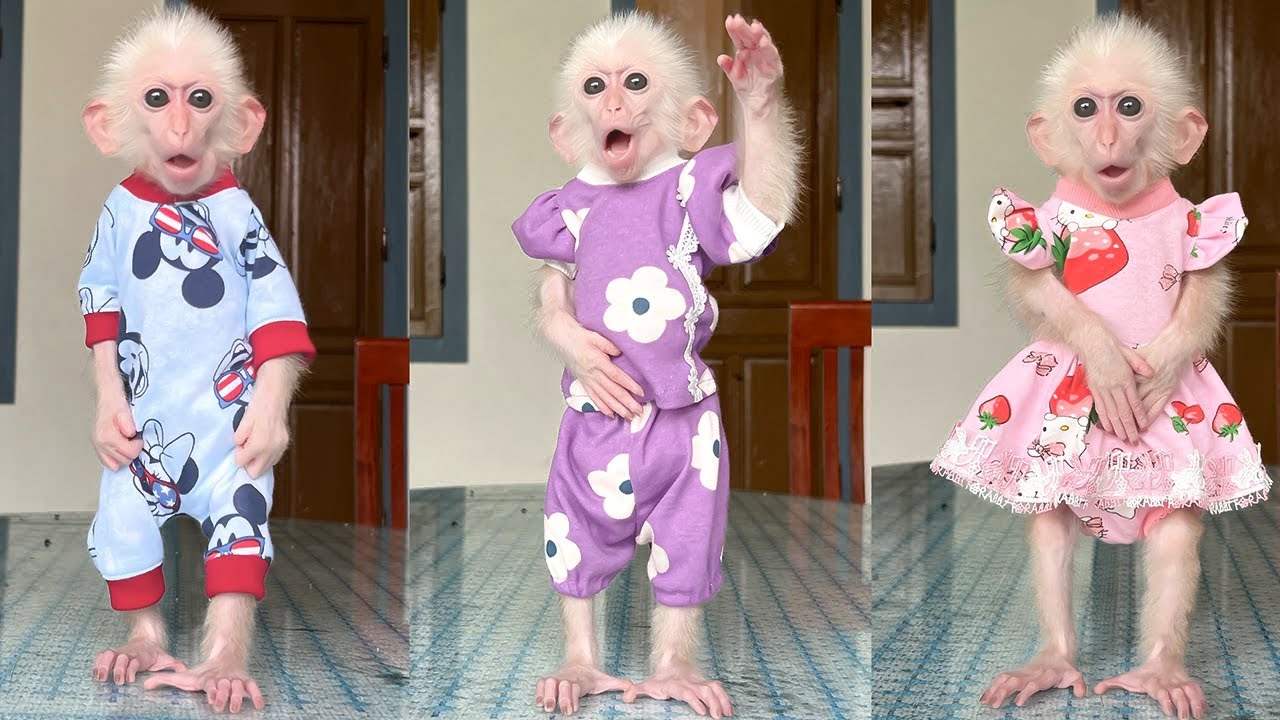 Monkey Poor is so beautiful in her new clothes!