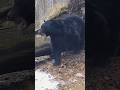 Bears Hybernation Cycle 🙂 # #animals #wilderness #wildanimals #wildlife #nature #bear #deer #wild