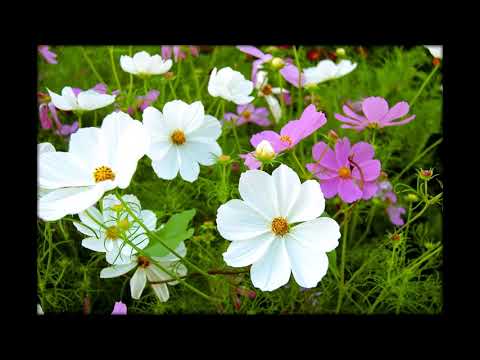 فيديو: ألوان زهرة الكوزموس - أنواع مختلفة من زهور الكون