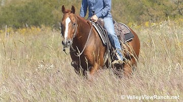 On A Tuff Drive - trail riding #2! - ValleyViewRanch.net