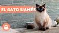 La fascinante historia de los gatos siameses ile ilgili video