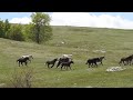 Podjela Krda | Division of the Horse Herd