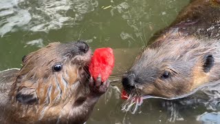 30k subscribers!! A watermelon pool party for Tulip and Petunia.