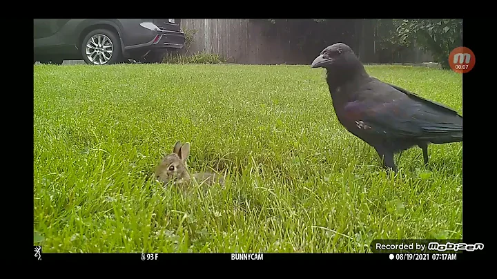 Screaming wild baby rabbit